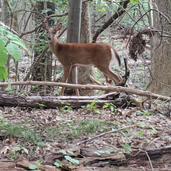 Meet your Posher, Addison - Picture 1 of 1